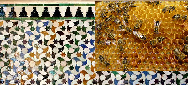 Congruent shapes: tessellated floor, bee honeycomb