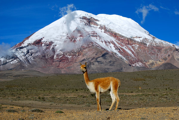 A llama with Mount Chimborazo in the distance
