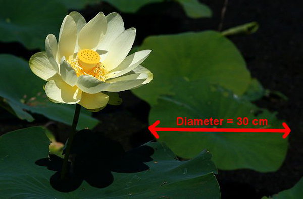 Diagram of diameter of lotus leaf