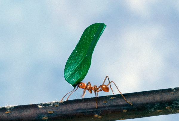 Worker ant carrying a leaf