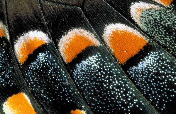Close up photo of butterfly wings