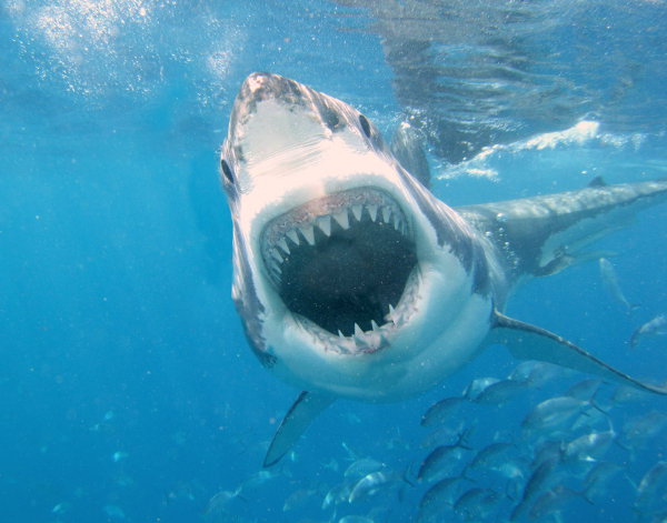 A shark attacking with its jaws open