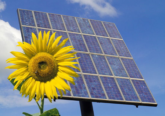 A sunflower in front of a solar panel