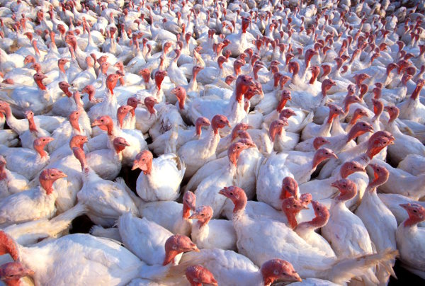 A field full of turkeys
